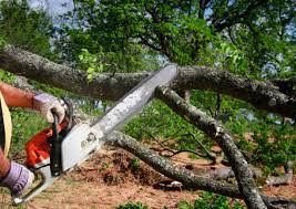 How Our Tree Care Process Works  in Reliez Valley, CA